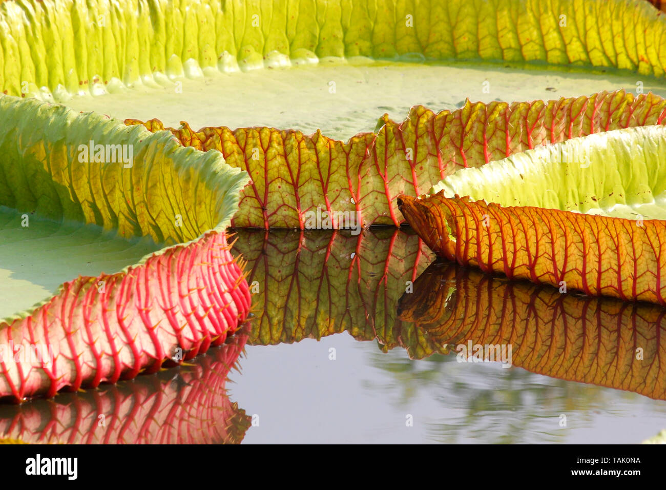 Pila di floating lotus, gigante giglio di acqua o acqua di victoria lily Foto Stock