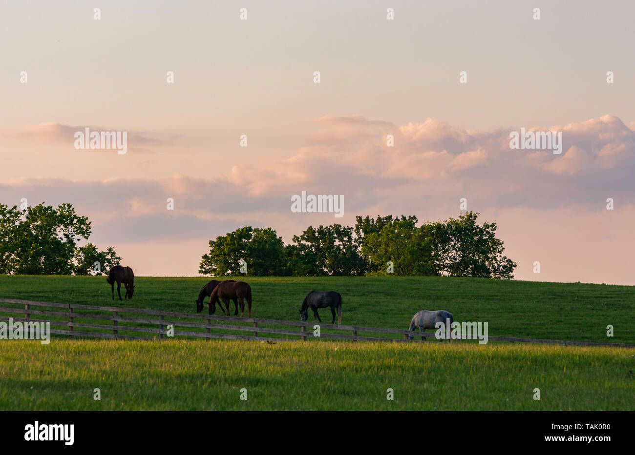 Il paesaggio di un gruppo di cavalli al pascolo sotto un cielo di tramonto in Kentucky bluegrass della regione di cavallo. Foto Stock