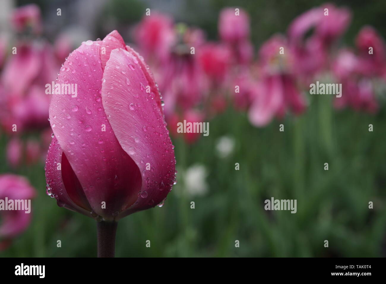 Tulipani rosa nella pioggia a 2019 Ottawa Tulip Festival, Dow's Lake, Ottawa, Ontario, Canada. Foto Stock