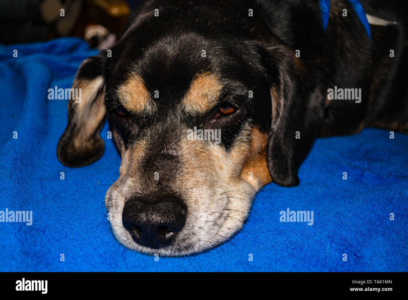 Beagle sdraiato sul pavimento Foto Stock