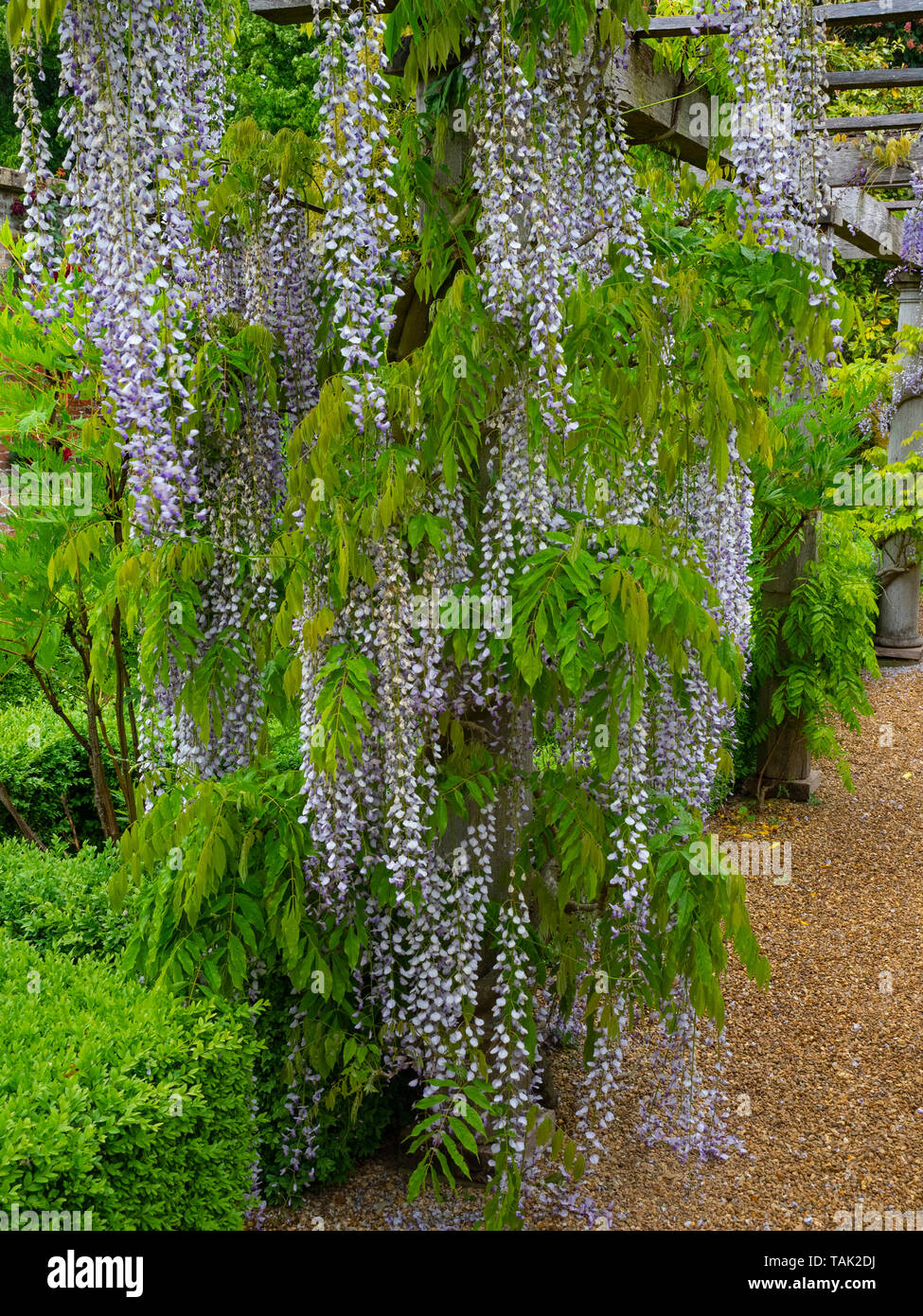 Il Glicine Wisteria sinensis nativa per la Cina nel giardino di Norfolk Foto Stock