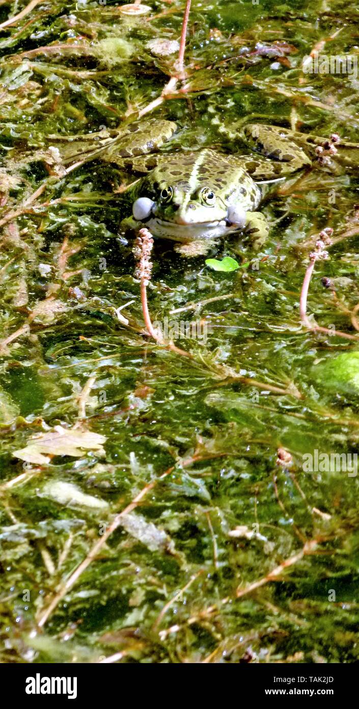 Singola rana dello stagno è seduta su piante acquatiche Foto Stock