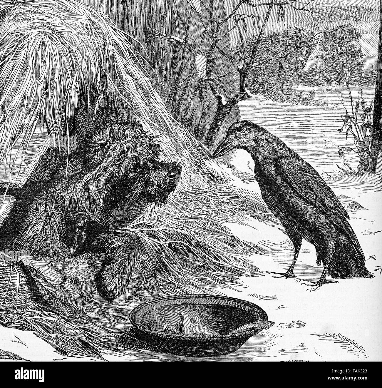 Un corvo affamato sulla neve in inverno mendica per cibo un cane confortevole nella sua capanna Foto Stock