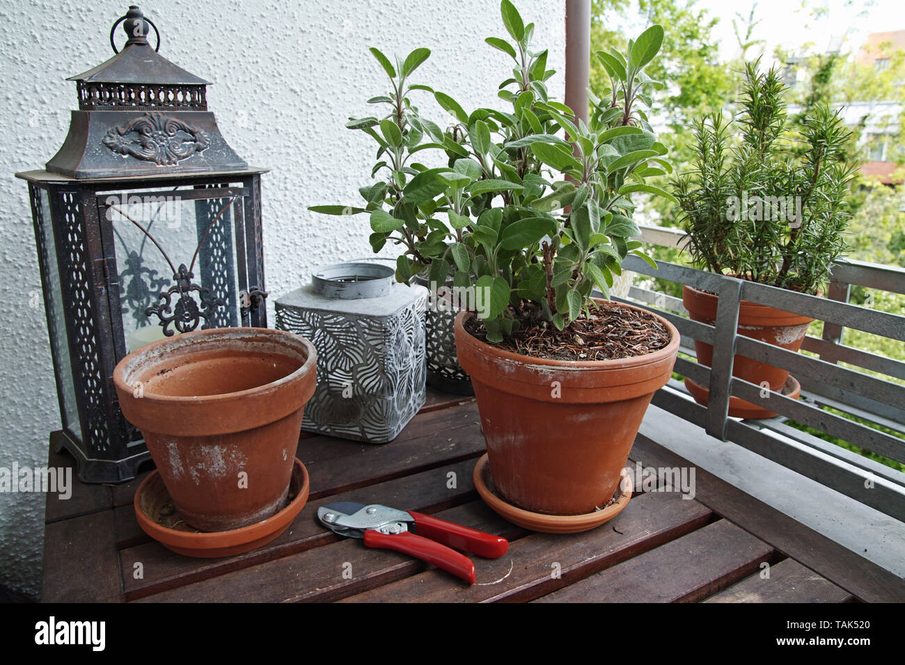 Vasi di salvia e rosmarino sul balcone di legno tabella Foto Stock