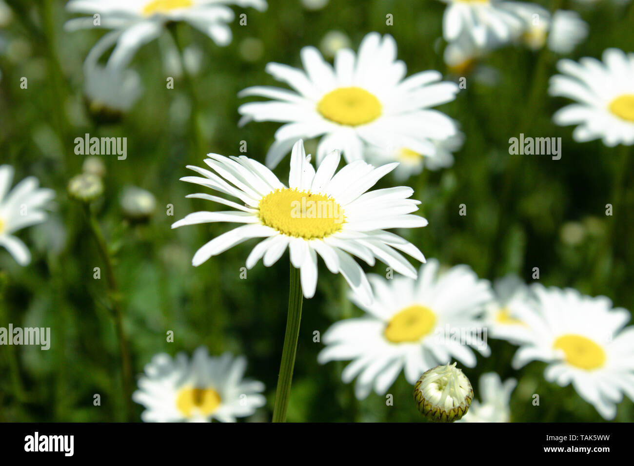 Un gruppo di Daisy bianca fiori. Close-up. Foto Stock