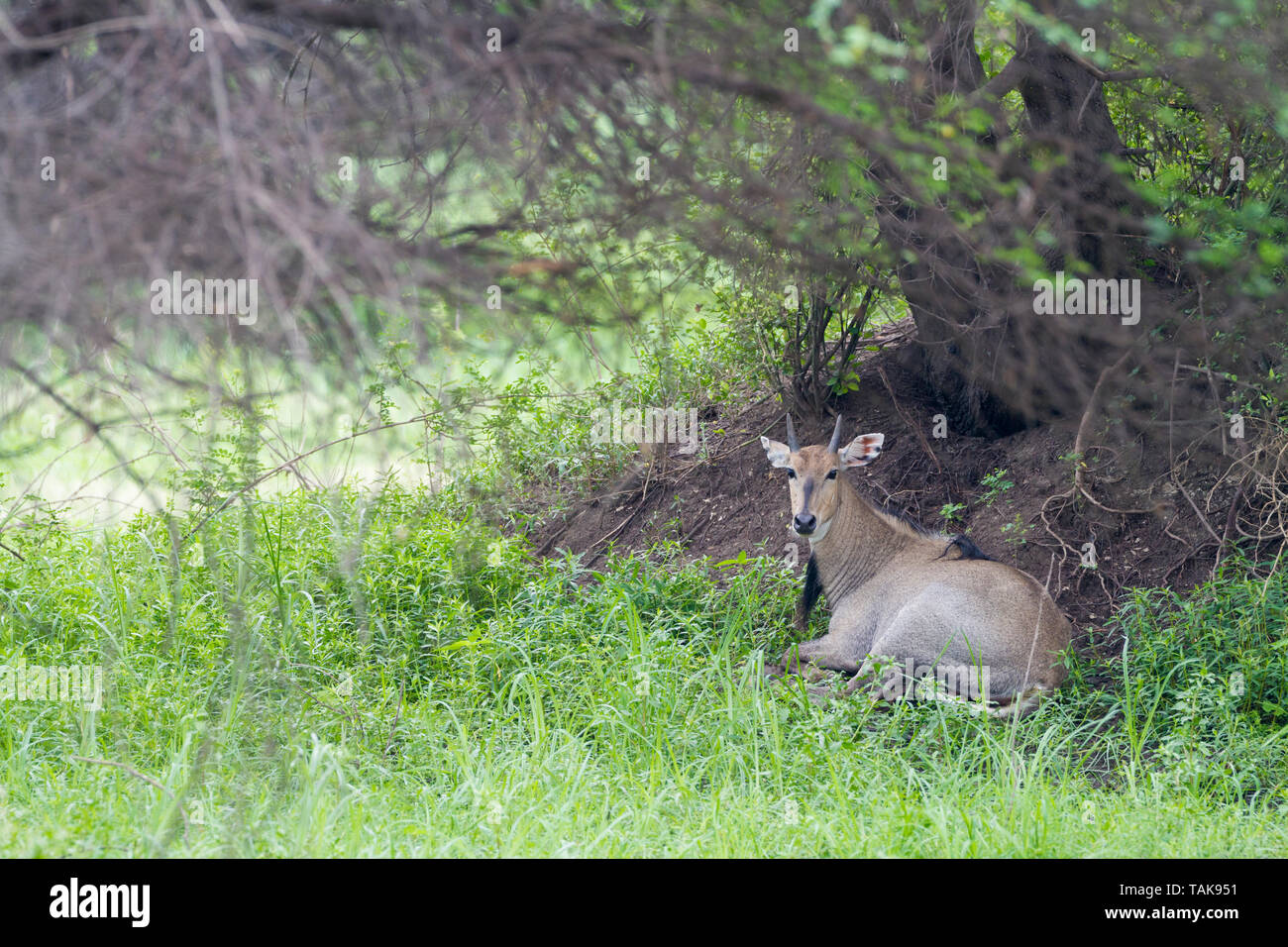 Nilgai (Boselaphus tragocamelus) ritratto maschile. Parco Nazionale di Keoladeo. Bharatpur. Il Rajasthan. India. Foto Stock