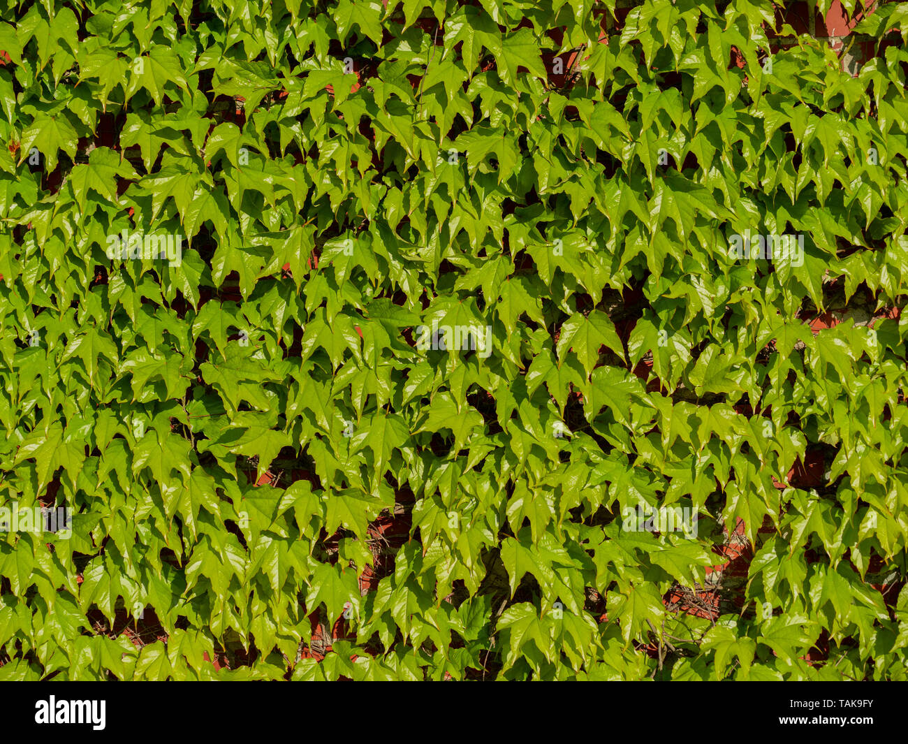 Immagine di mattone rosso parete ricoperta con wild green uve del vitigno Foto Stock