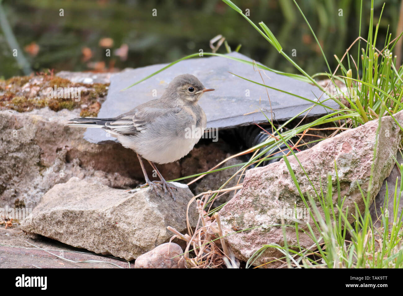 Un Pied Wagtail neonata arroccata su una roccia da un laghetto in giardino in attesa per la mamma per tornare con il cibo. Uno dei quattro uccellini nato nella primavera 2019. Foto Stock