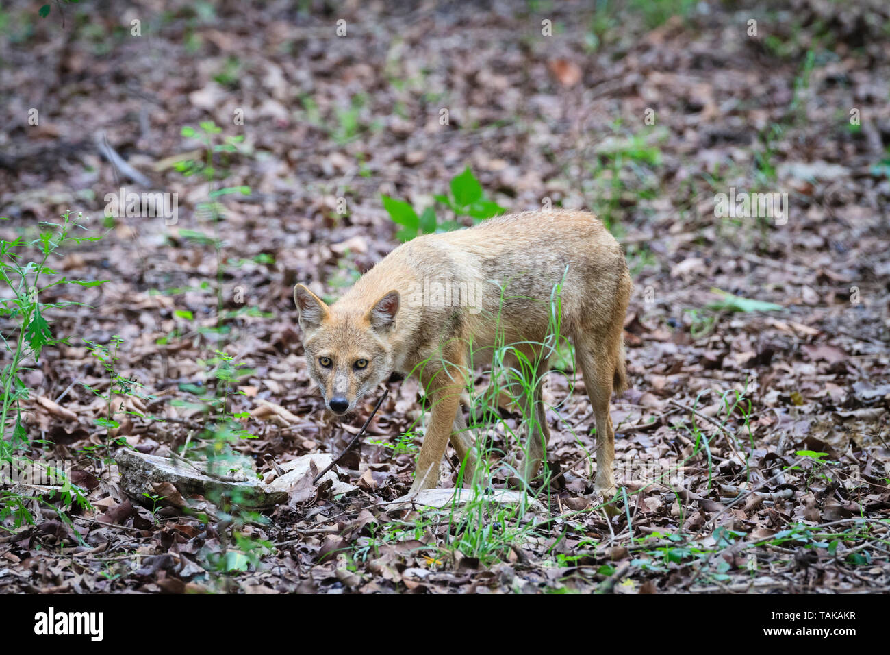 Jackal indiano (Canis aureus indicus) in habitat. Parco Nazionale di Keoladeo. Bharatpur. Il Rajasthan. India. Foto Stock
