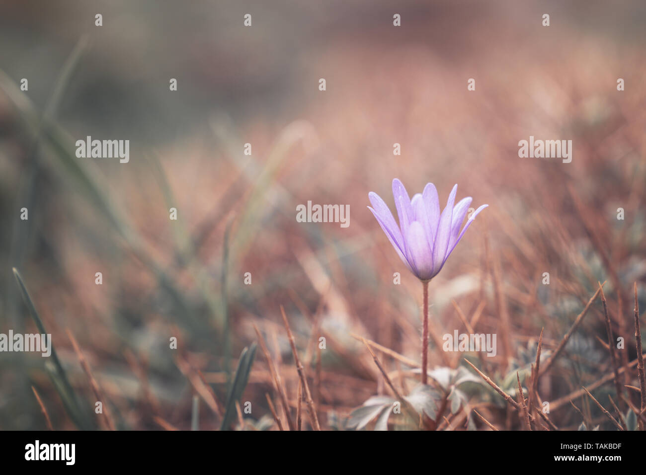 Primavera naturale immagine fiore viola snowdrop. Inizio della primavera fiori viola snowdrop Foto Stock