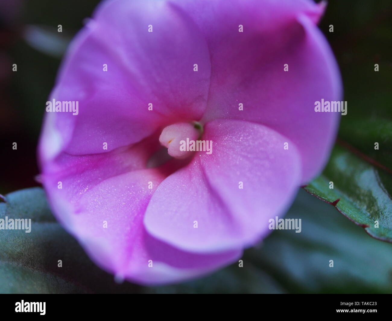 Viola boccioli di fiori del balsamo. Floricoltura. La modalità Macro. Foto Stock