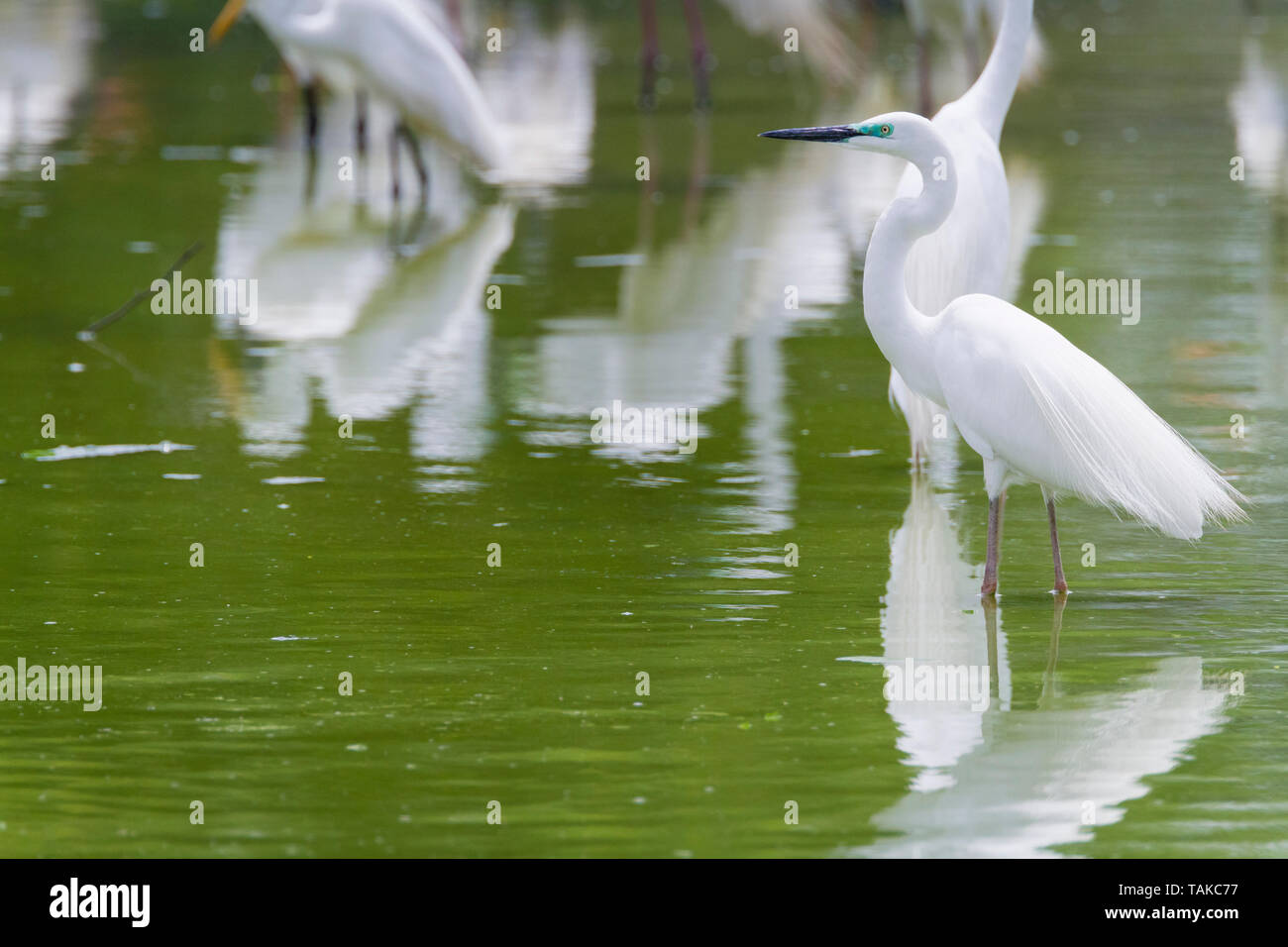 Grande Airone bianco (Ardea alba), adulto in piedi in acqua. Parco Nazionale di Keoladeo. Bharatpur. Il Rajasthan. India. Foto Stock