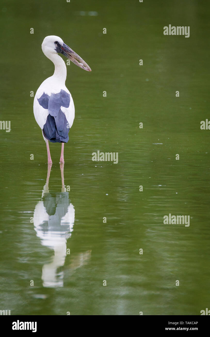 Asian Openbill (Anastomus oscitans) in piedi in acqua. Parco Nazionale di Keoladeo. Bharatpur. Il Rajasthan. India. Foto Stock