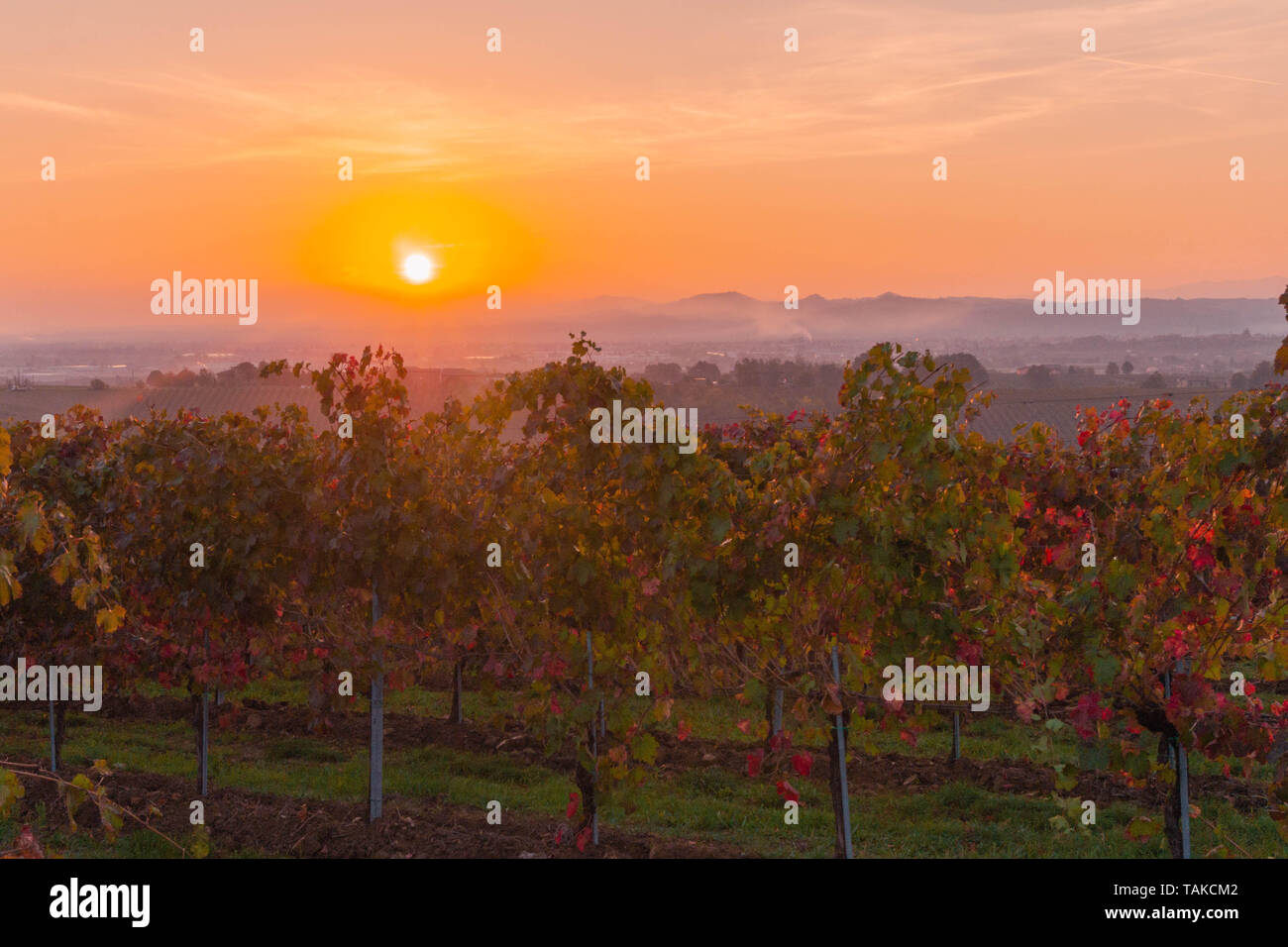 Il Lambrusco Vigneti sono colorate con i colori dell'autunno al tramonto. Foto Stock