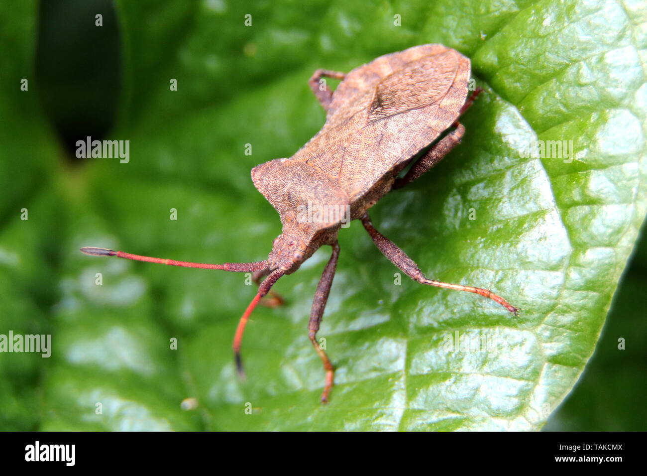 Dock Bug, Coreus marginatus, il fetore di bug, nero rosso con punta di antenne, "a clessidra" figura, appoggiato su una foglia in un paese di Devon lane, Inghilterra Foto Stock