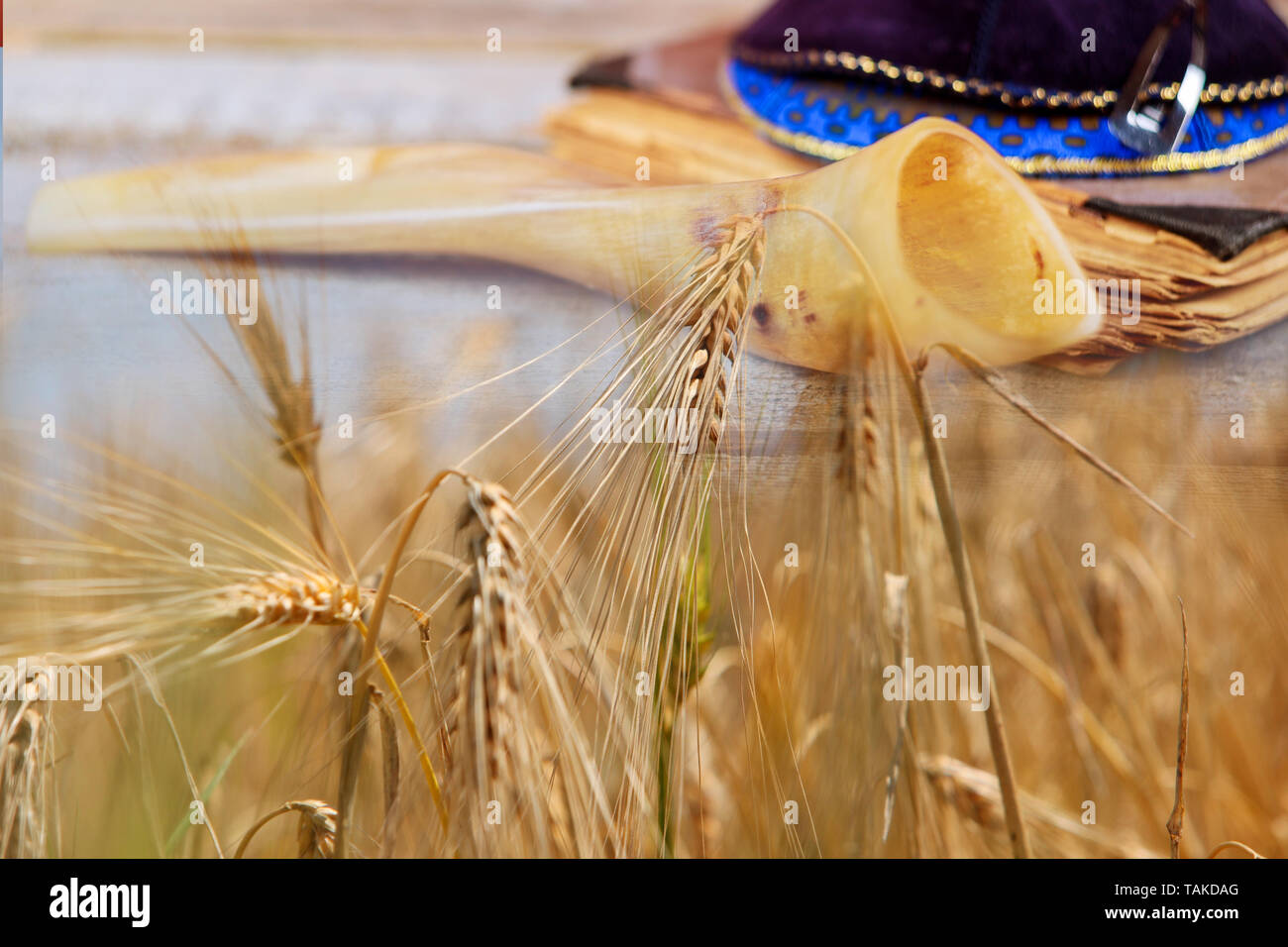 Shavuot festa ebraica torah e shofar, kippa campo di grano dello sfondo. Foto Stock