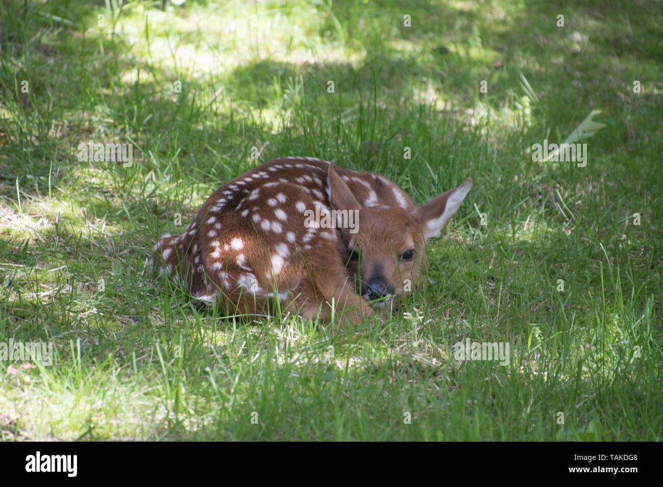 Fawn in appoggio avvolto a ricciolo in ombra Foto Stock