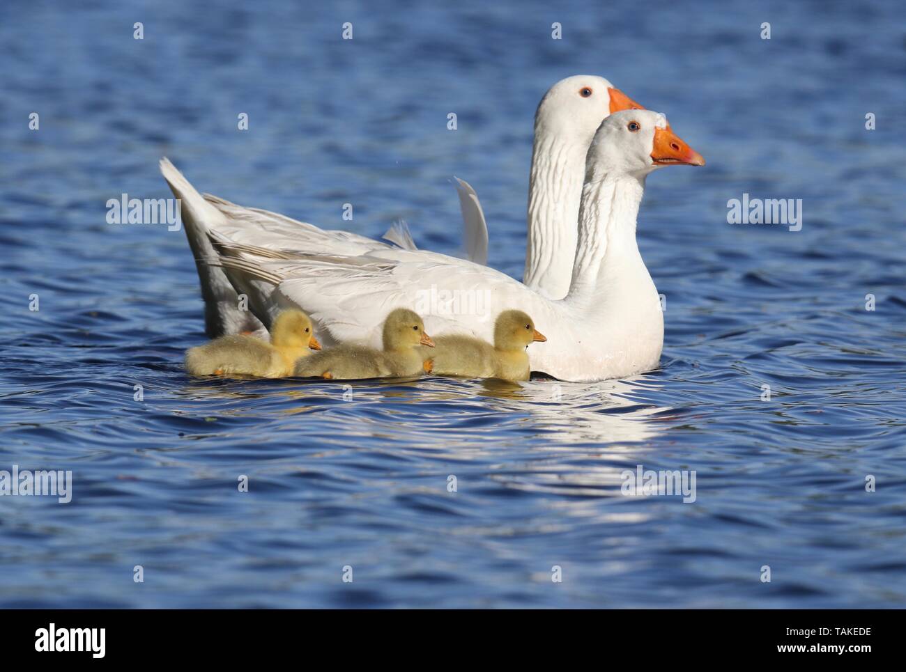 I genitori di oca nuoto con i loro tre goslings in primavera Foto Stock