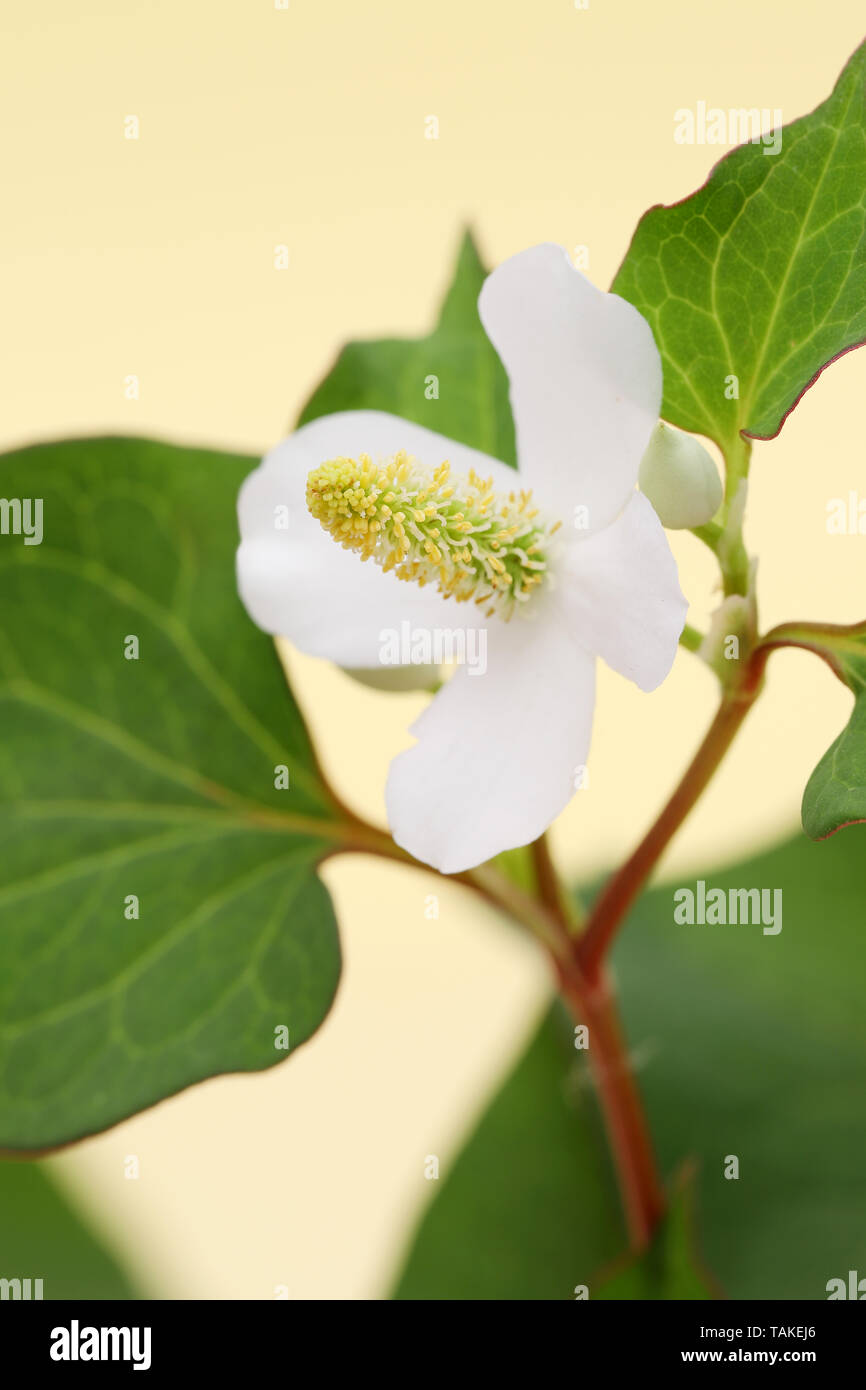 Houttuynia cuoriformi erba pesce con fiore, medicina cinese Foto Stock