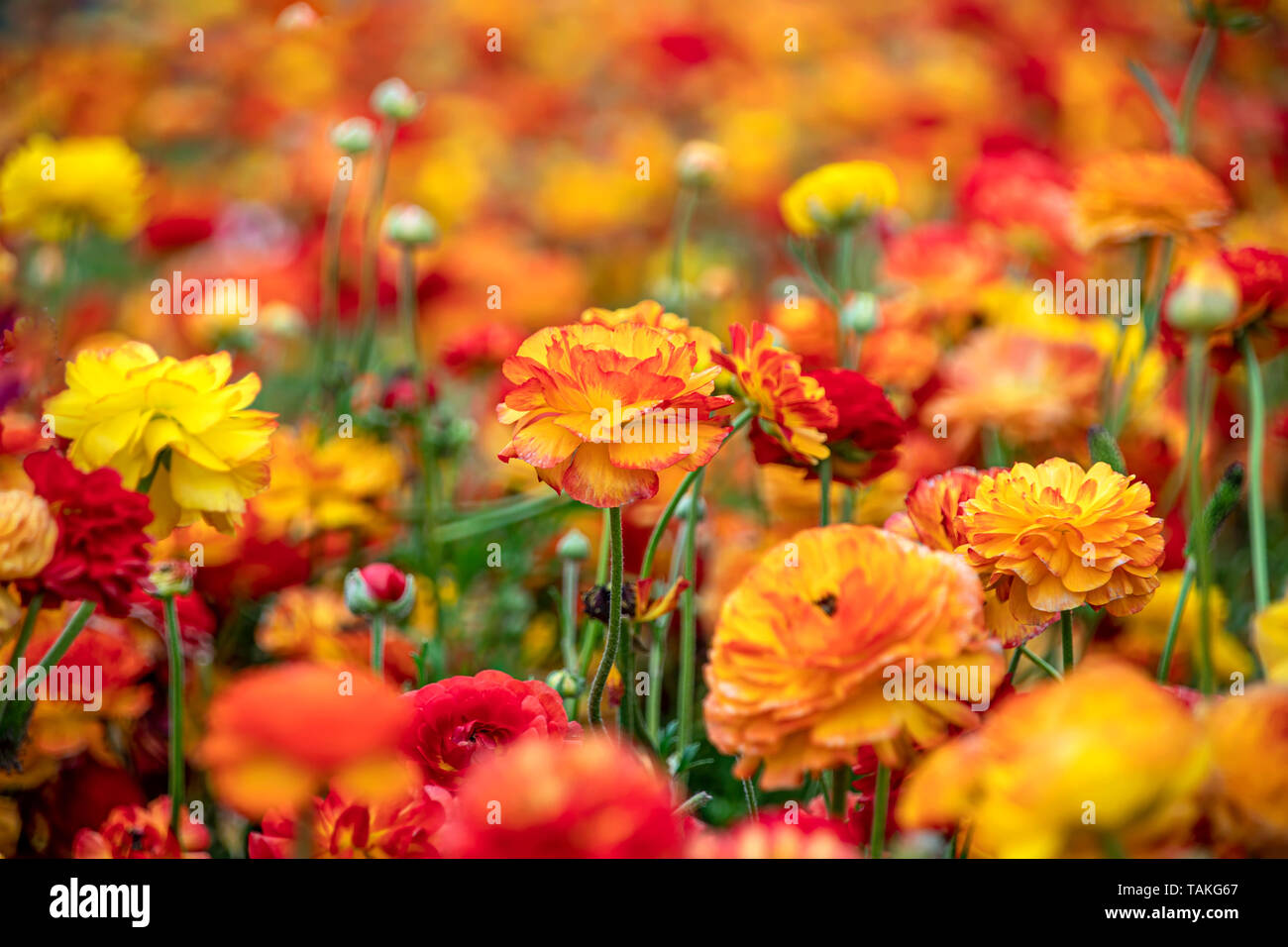 Campo di fioritura di rosso e di giallo dei fiori di renoncules close-up Foto Stock