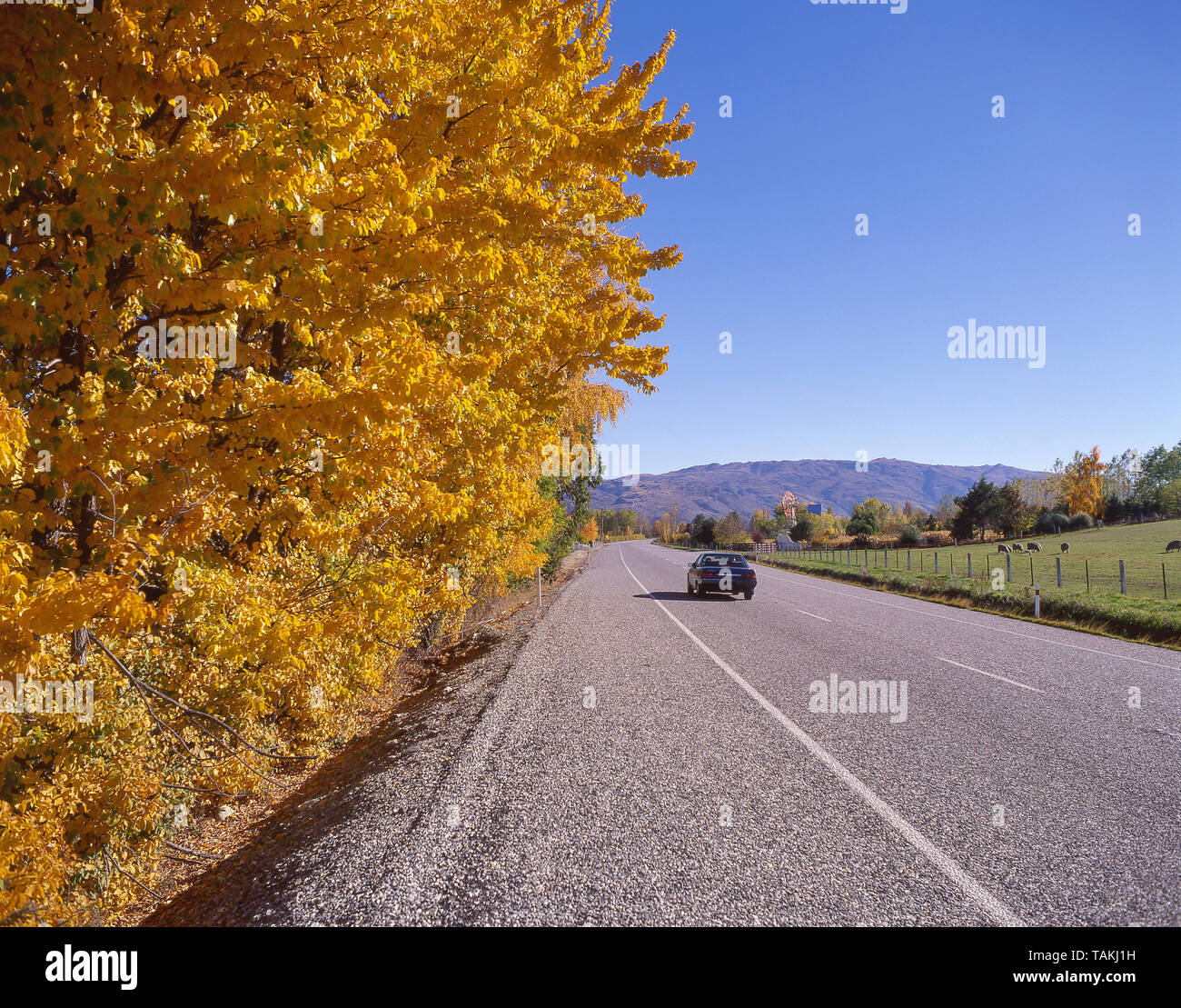 Autostrada statale 6 in autunno, Wanaka, Regione di Otago, Isola del Sud, Nuova Zelanda Foto Stock
