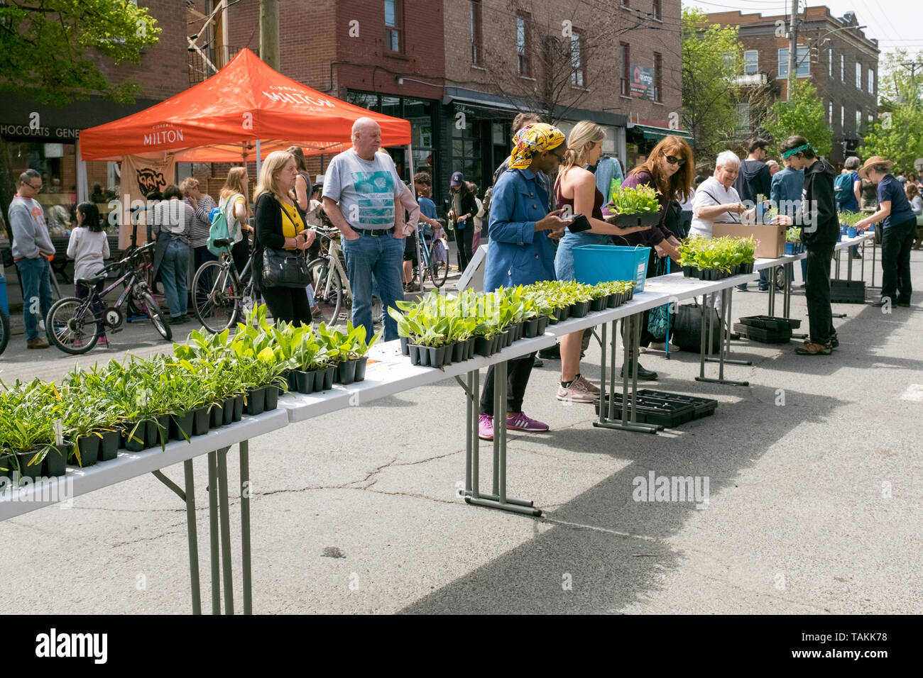 Distribuzione gratuita di fiori e piante per i residenti del Mile End . Un verde e inclusive iniziativa rinnovato ogni anno a Montreal in diversi quartieri Foto Stock