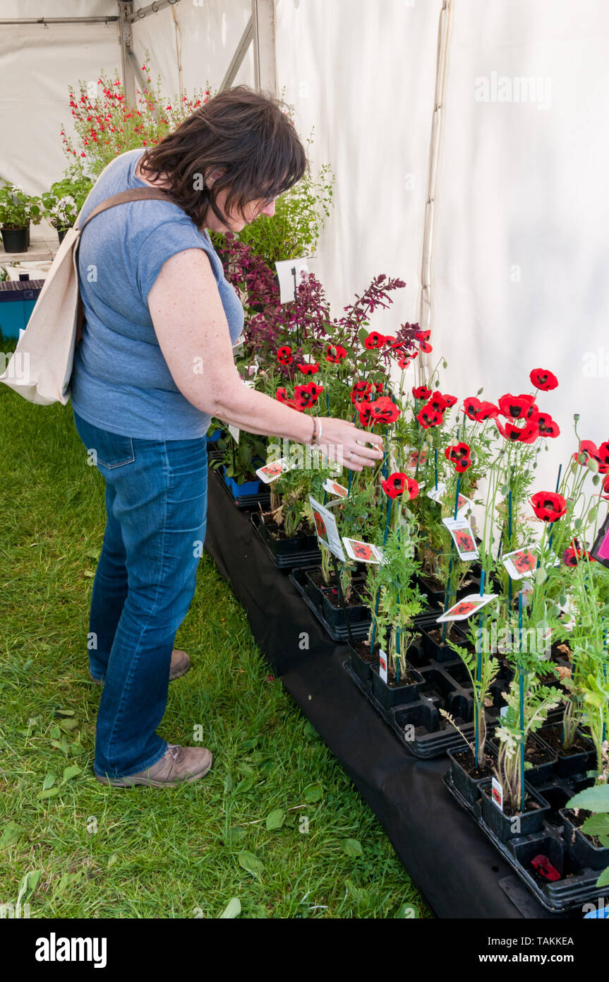 Detling, Kent, Regno Unito. 26 maggio 2019. Il secondo giorno del Kent Giardino mostra ai visitatori godere il caldo clima soleggiato guardando rotondo l'impianto attuale. La mostra si terrà nel corso di un weekend presso la Kent Showground a Detling, vicino a Maidstone. Credito: UrbanImages-News/Alamy. Foto Stock