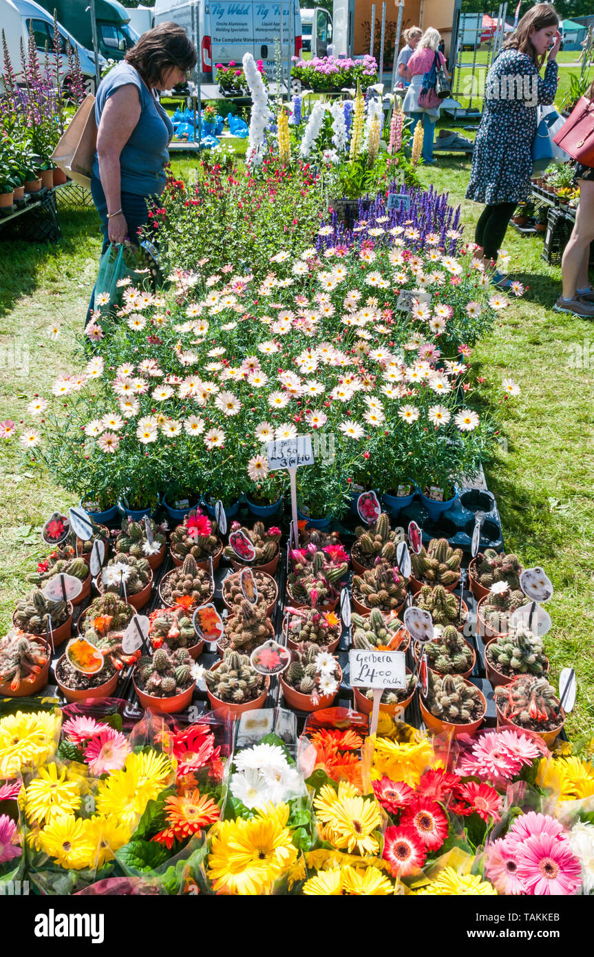 Detling, Kent, Regno Unito. 26 maggio 2019. Il secondo giorno del Kent Giardino mostra ai visitatori godere il caldo clima soleggiato guardando rotondo l'impianto attuale. La mostra si terrà nel corso di un weekend presso la Kent Showground a Detling, vicino a Maidstone. Credito: UrbanImages-News/Alamy. Foto Stock