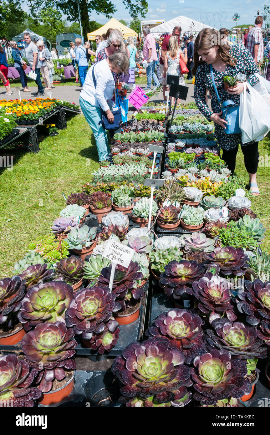 Detling, Kent, Regno Unito. 26 maggio 2019. Il secondo giorno del Kent Giardino mostra ai visitatori godere il caldo clima soleggiato guardando rotondo l'impianto attuale. La mostra si terrà nel corso di un weekend presso la Kent Showground a Detling, vicino a Maidstone. Credito: UrbanImages-News/Alamy. Foto Stock