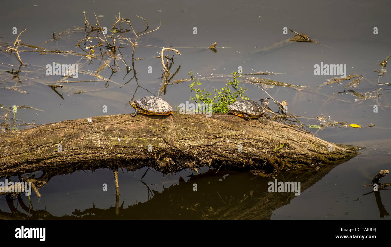 A becco giallo cursori, Trachemys scripta scripta, terra e acqua le tartarughe. Famiglia Emydidae. Qui crogiolarsi nel fiume a San Rossore, Toscana, Italia. Foto Stock