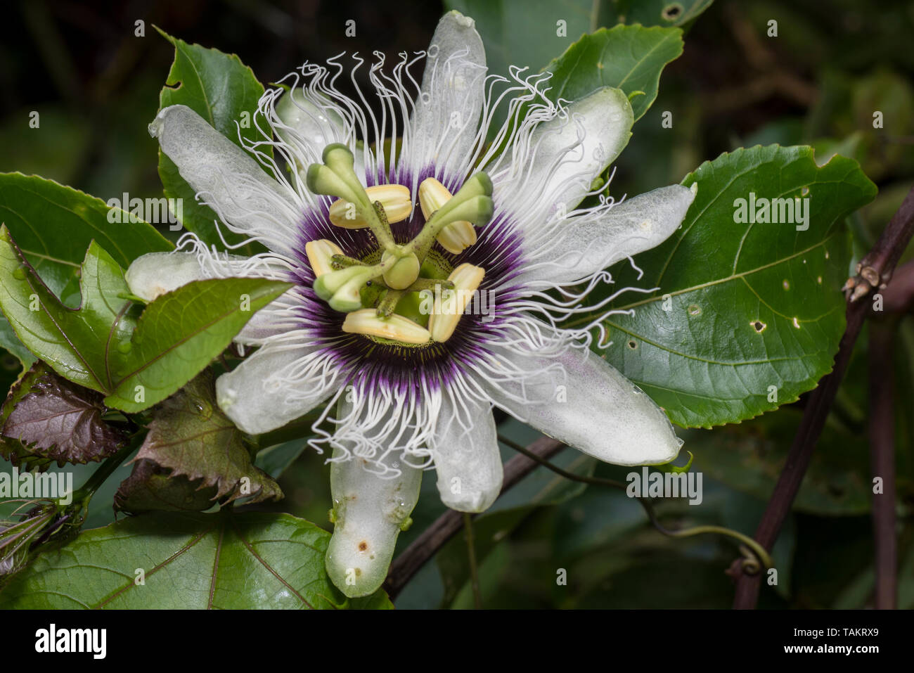 Passiflora edulis fiore una specie di vite del fiore della passione Frutta Maracuya Foto Stock