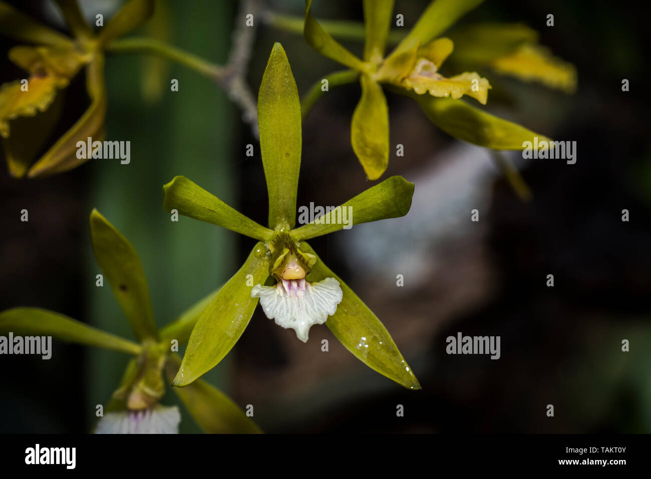 Poco bianco e orchidea gialla Foto Stock