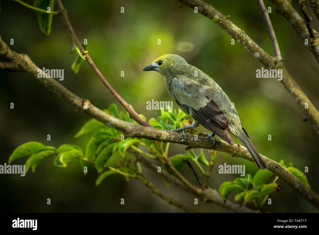 Palm tanager birdwatching immagine da Panama Foto Stock