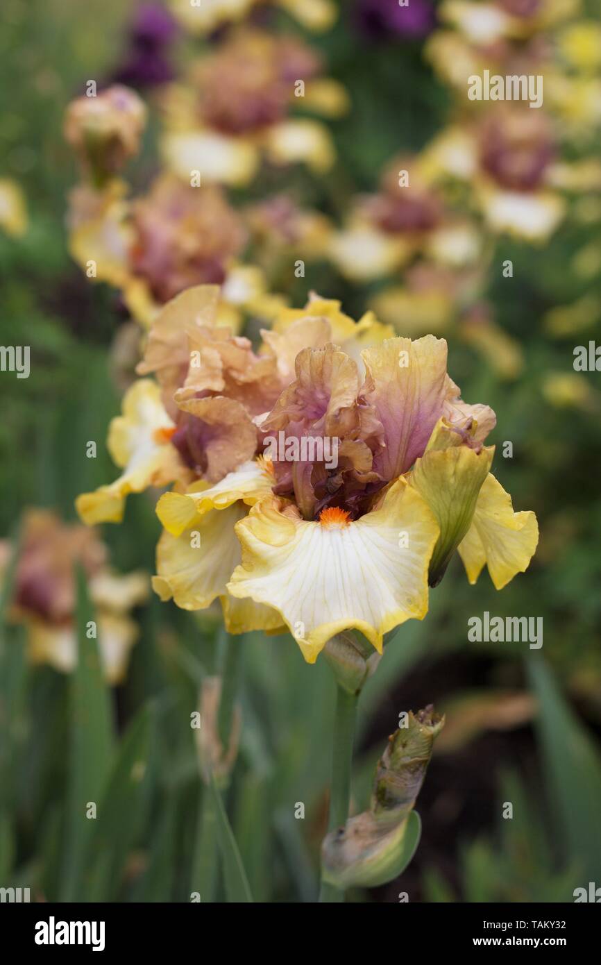 Iris "Rame Fusion' a Schreiner dell'iride giardini in Salem, Oregon, Stati Uniti d'America. Foto Stock