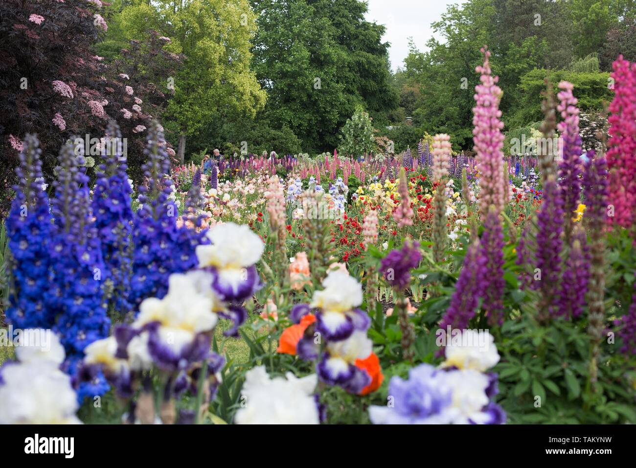 Schreiner dell'iride giardini in Salem, Oregon, Stati Uniti d'America. Foto Stock