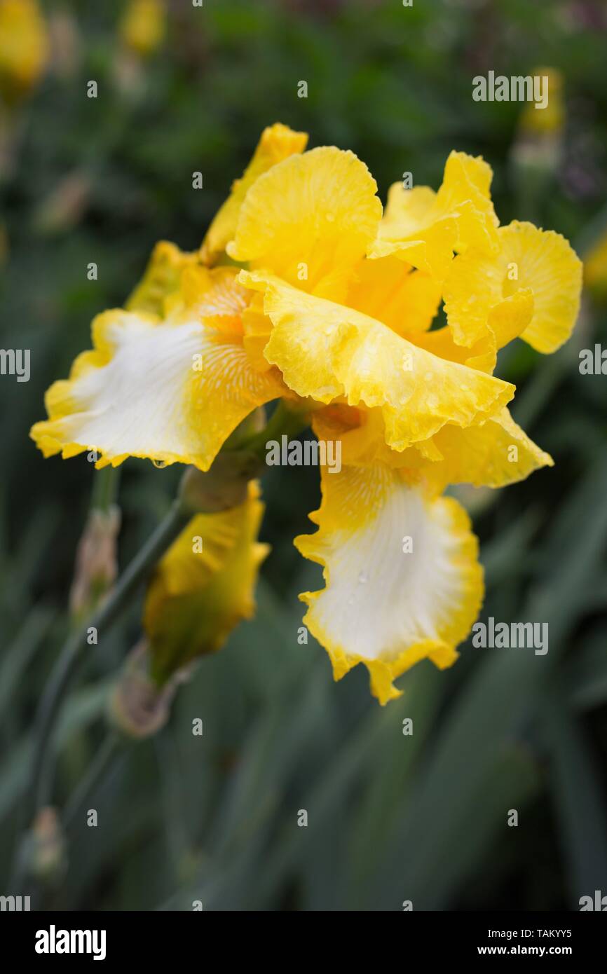 Iris 'interesse legittimo' a Schreiner dell'iride giardini in Salem, Oregon, Stati Uniti d'America. Foto Stock