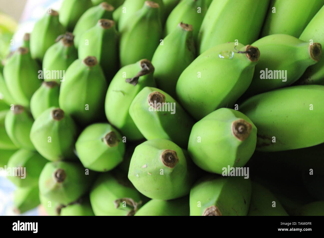 Grappolo di banane verdi Foto Stock