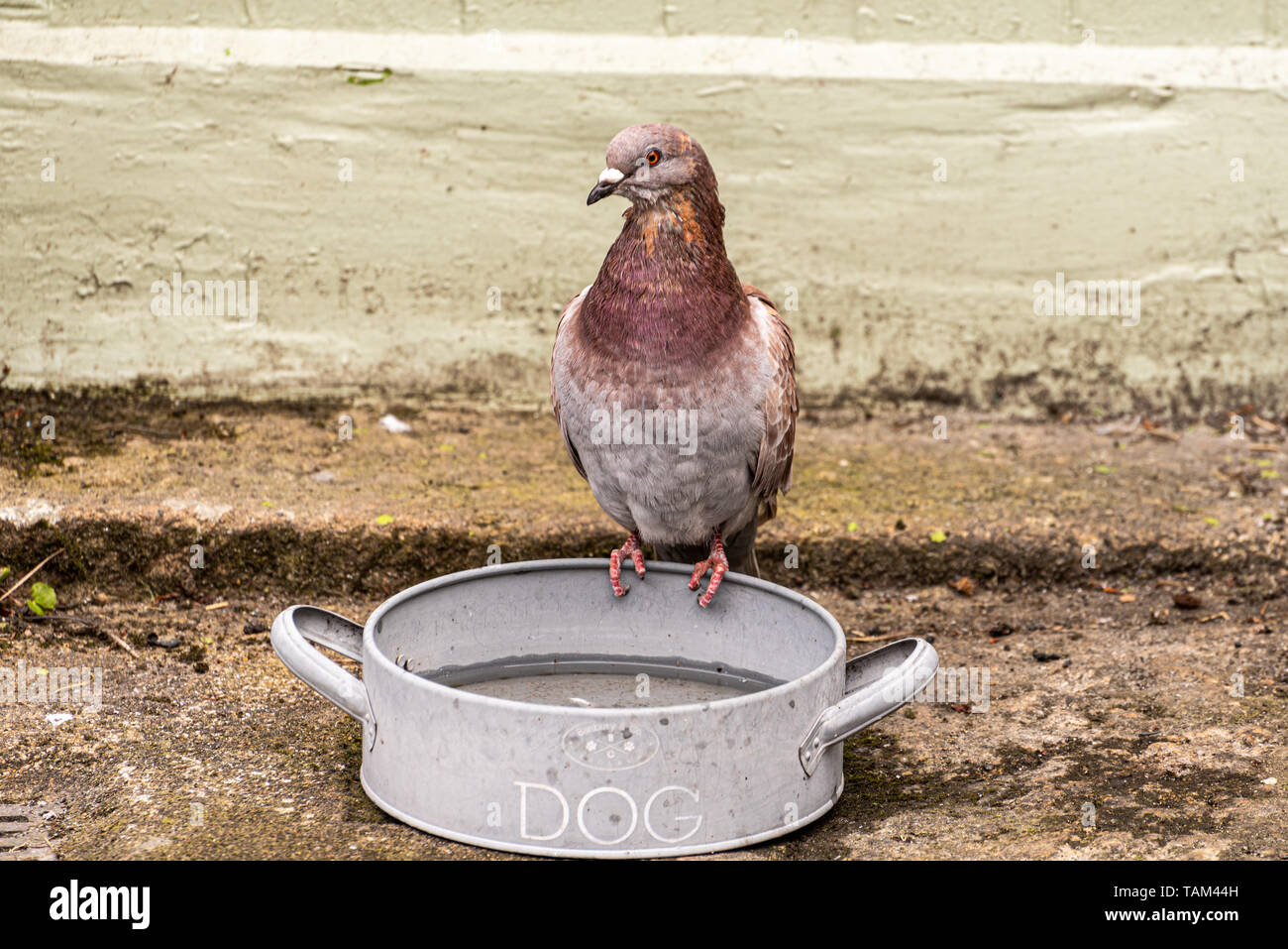 Cheeky pigeon su un cane la vaschetta del separatore della condensa, Tavistock, Devon, Regno Unito Foto Stock