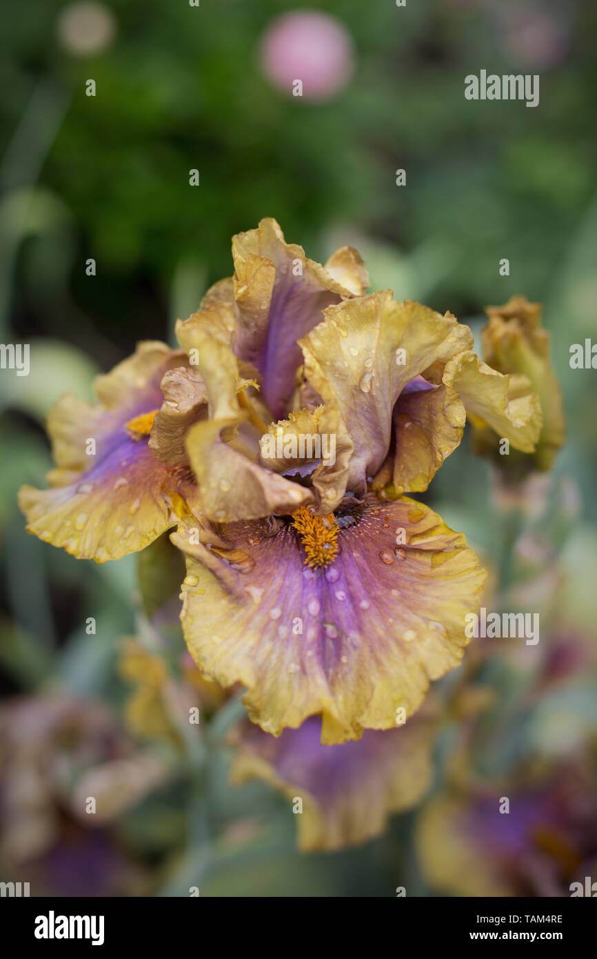 Iris 'Shadowed Luna' a Schreiner dell'iride giardini in Salem, Oregon, Stati Uniti d'America. Foto Stock