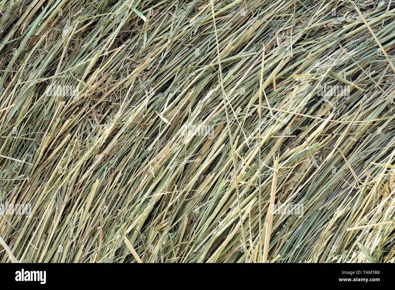 Rotolo di fieno in un campo Foto Stock