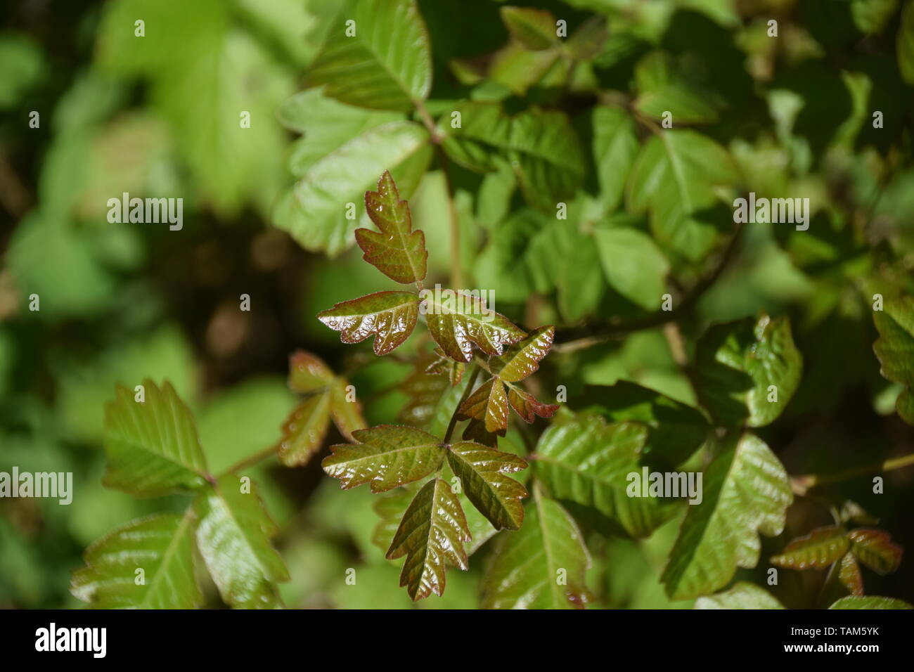 La quercia di veleno crescente nei pressi della Oregon Coast Foto Stock