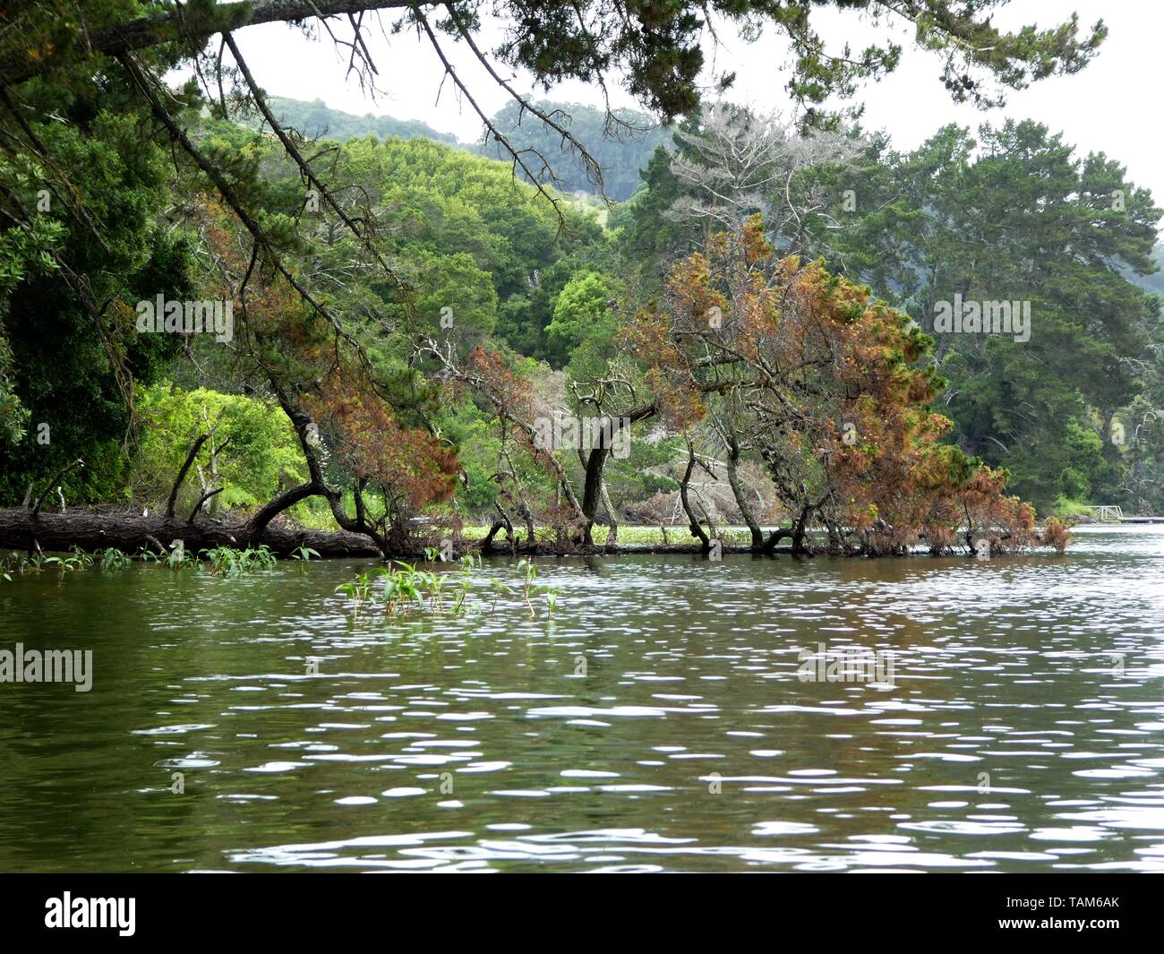 Caduta di alberi di pino a bordo dell'acqua di San Pablo serbatoio, CA Foto Stock