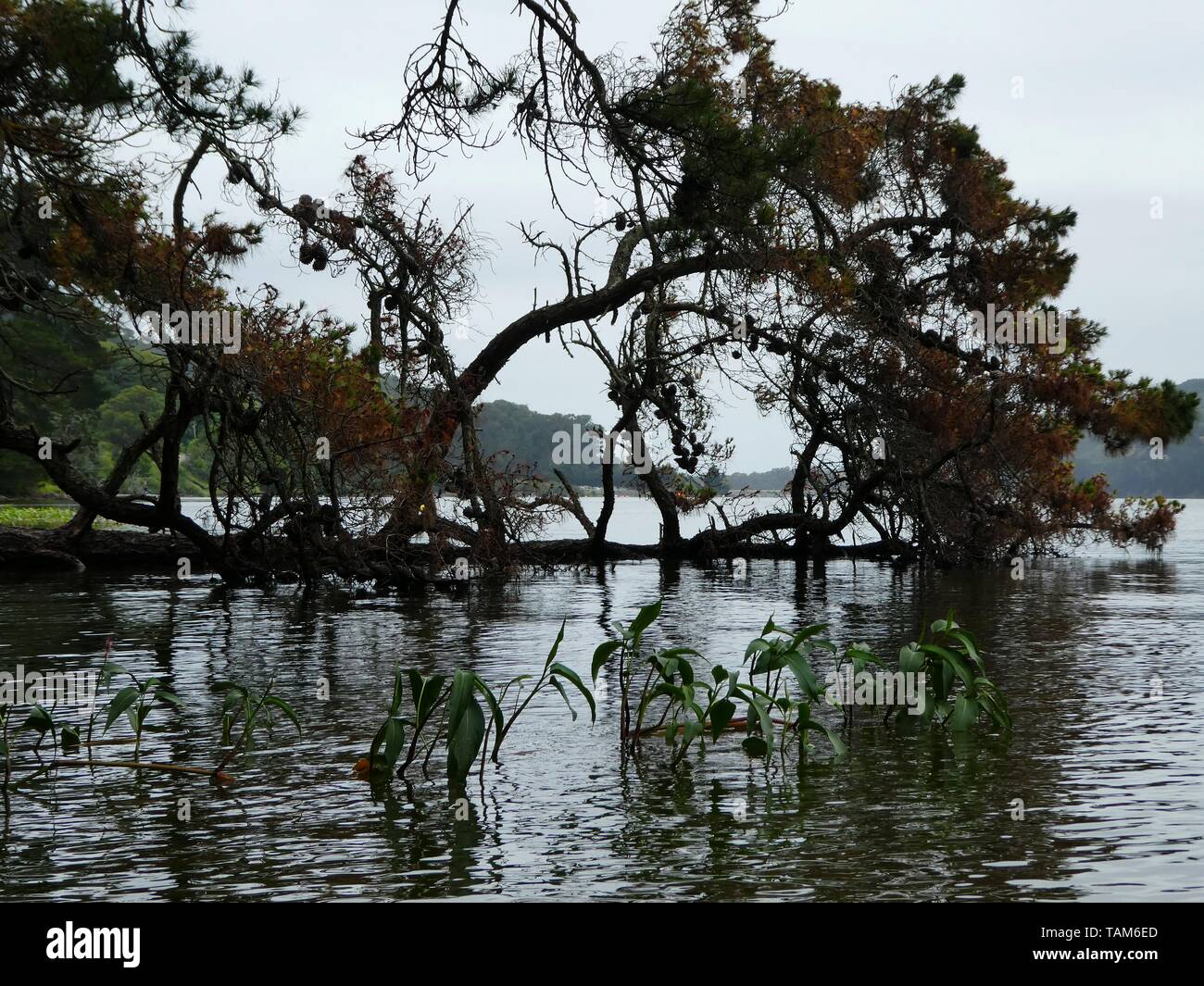 Caduta di alberi di pino a bordo dell'acqua di San Pablo serbatoio, CA Foto Stock