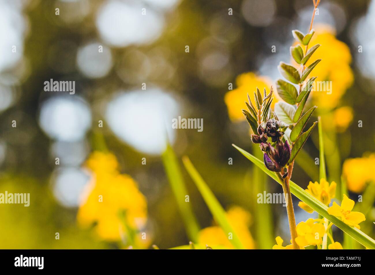 Contro lo sfondo della foresta e fiori, sciogliere. Le sue belle foglie poco per raggiungere il caldo sole primaverile. Foto Stock