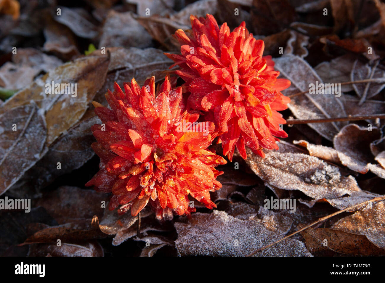 Rosso fiori dahlia recuperando alla fine del sole nel gelo invernale, England Regno Unito Foto Stock