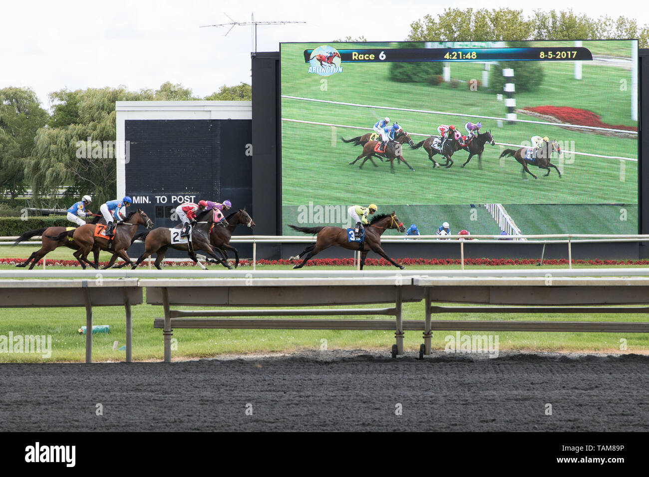 Cavalli e fantini racing al traguardo presso l'Arlington International Racecourse con uno schermo in background. Foto Stock