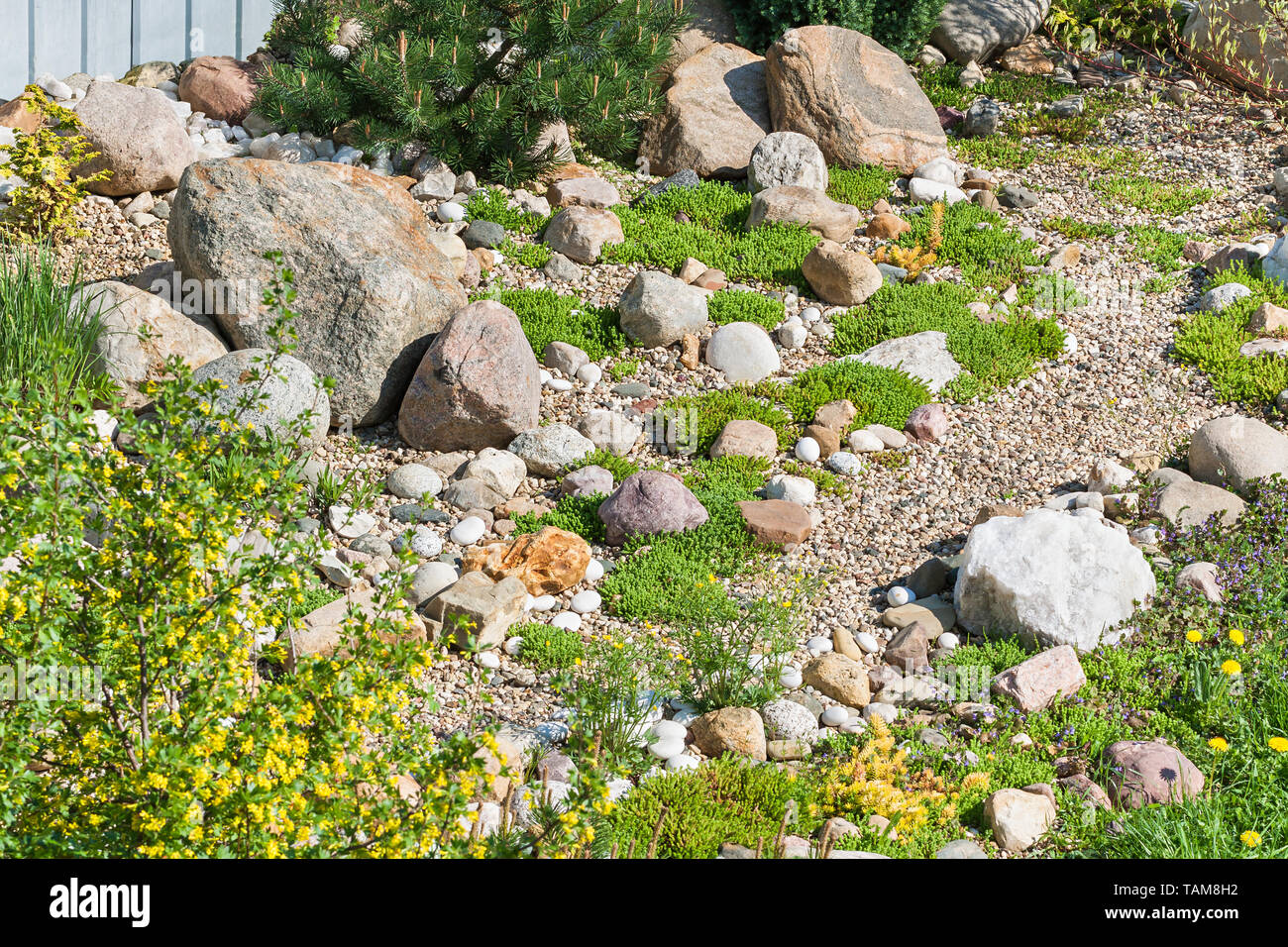 Giardino di roccia. sfondo giardinaggio. giardiniere backyard elemento di design Foto Stock