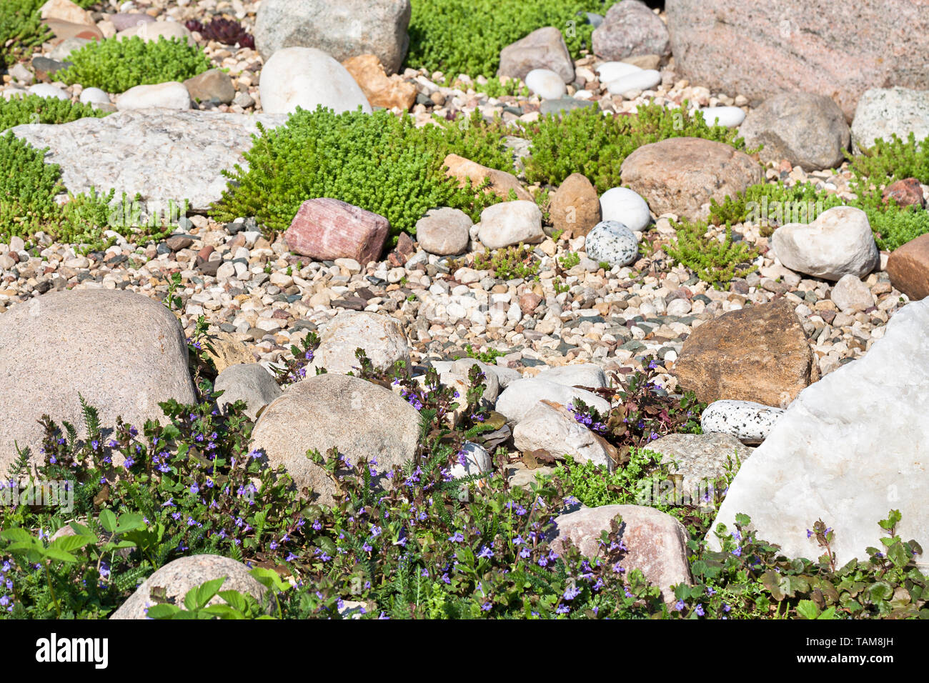 Giardino di roccia. sfondo giardinaggio. giardiniere backyard elemento di design Foto Stock