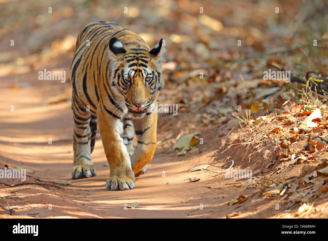 A due anni di tigre del Bengala (Panthera tigris tigris) cub in Bandhavgarh National Park, Madhya Pradesh, India Foto Stock