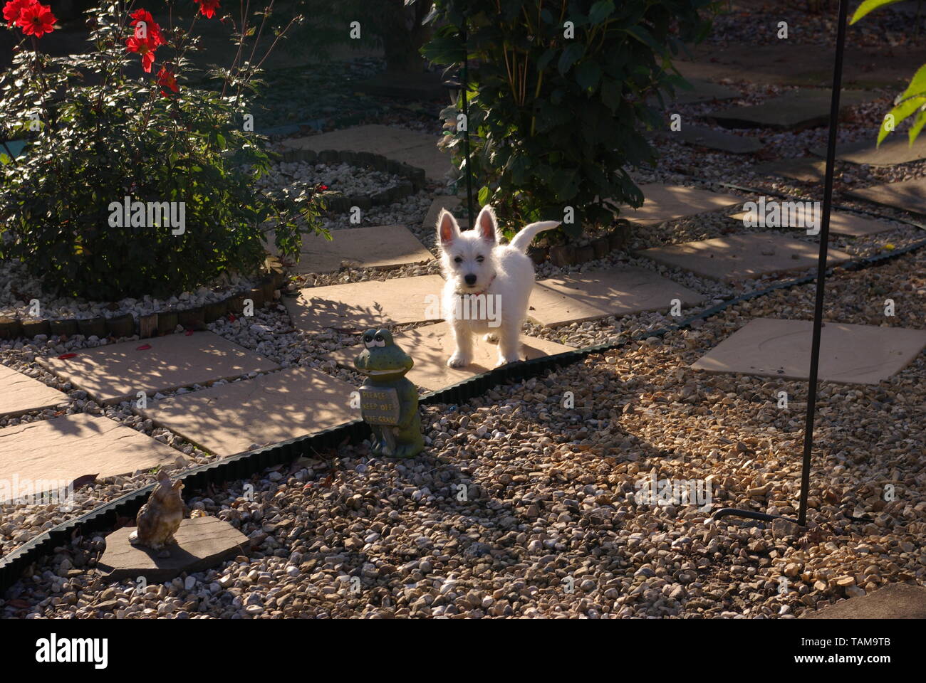 Cucciolo di terrier dell'altopiano occidentale. Foto Stock